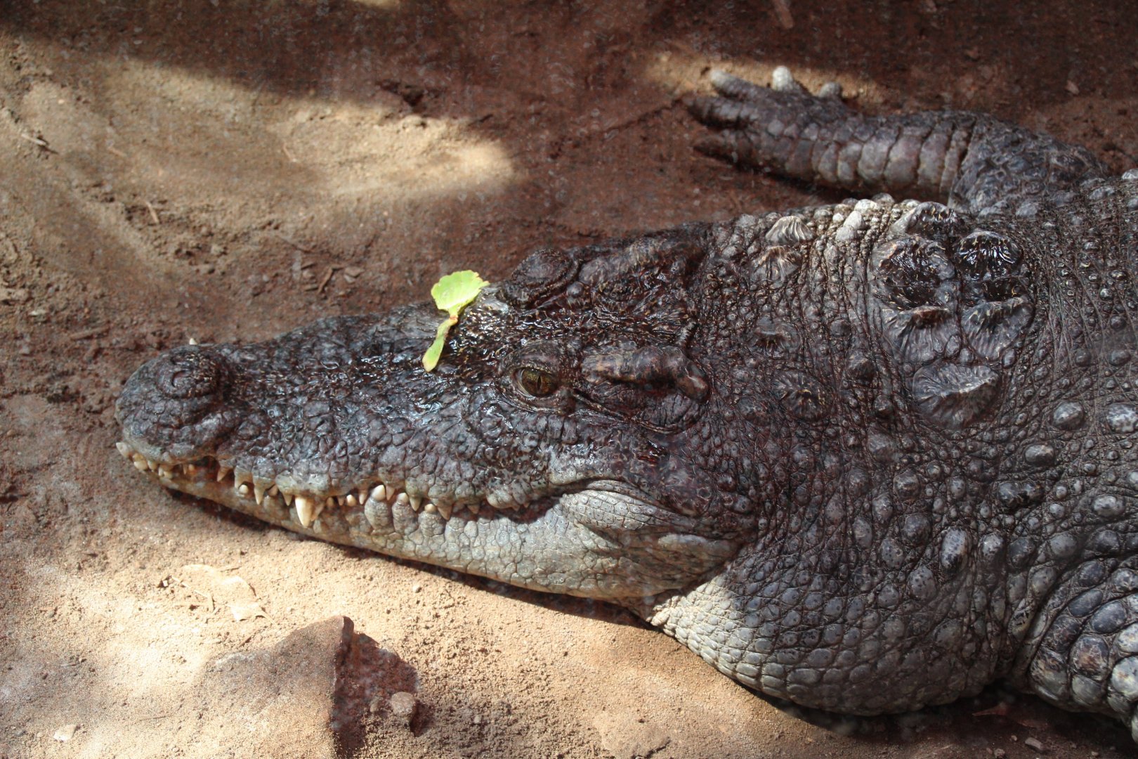 Detroit Zoo - Siamese Crocodile - September, 2016