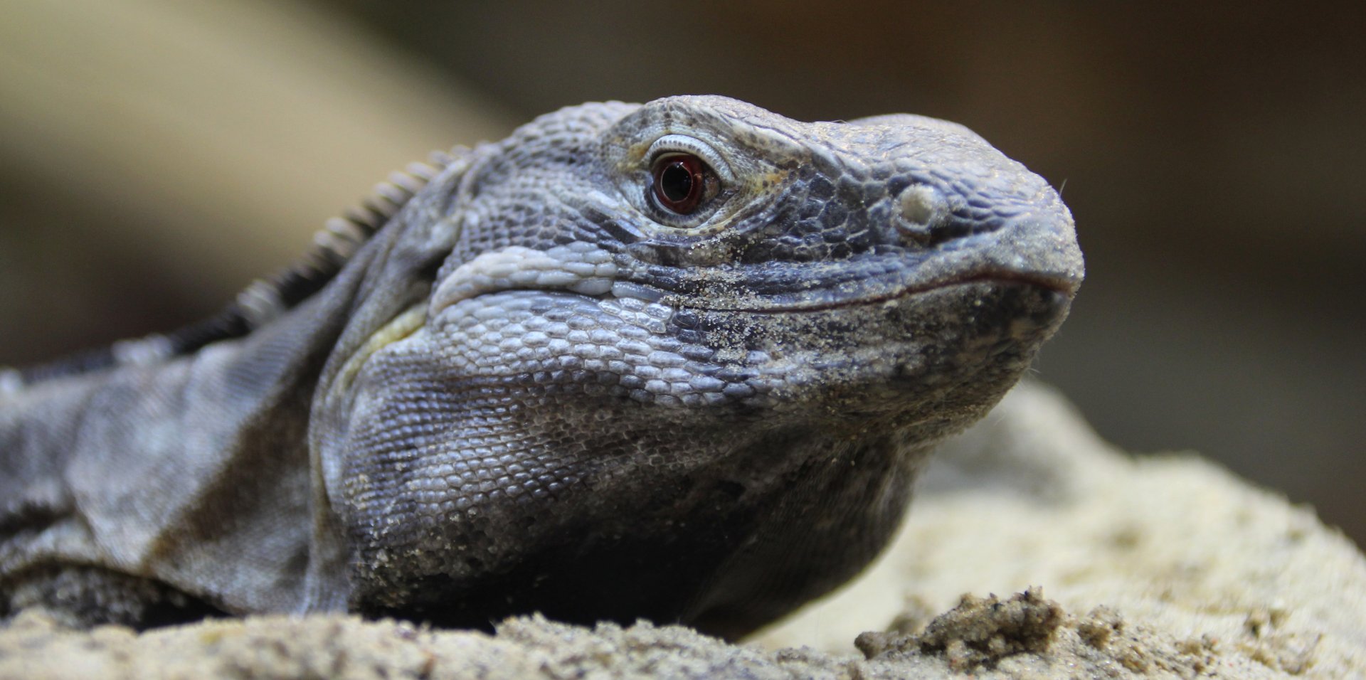 Detroit Zoo - Sonoran Black Iguana - September, 2016