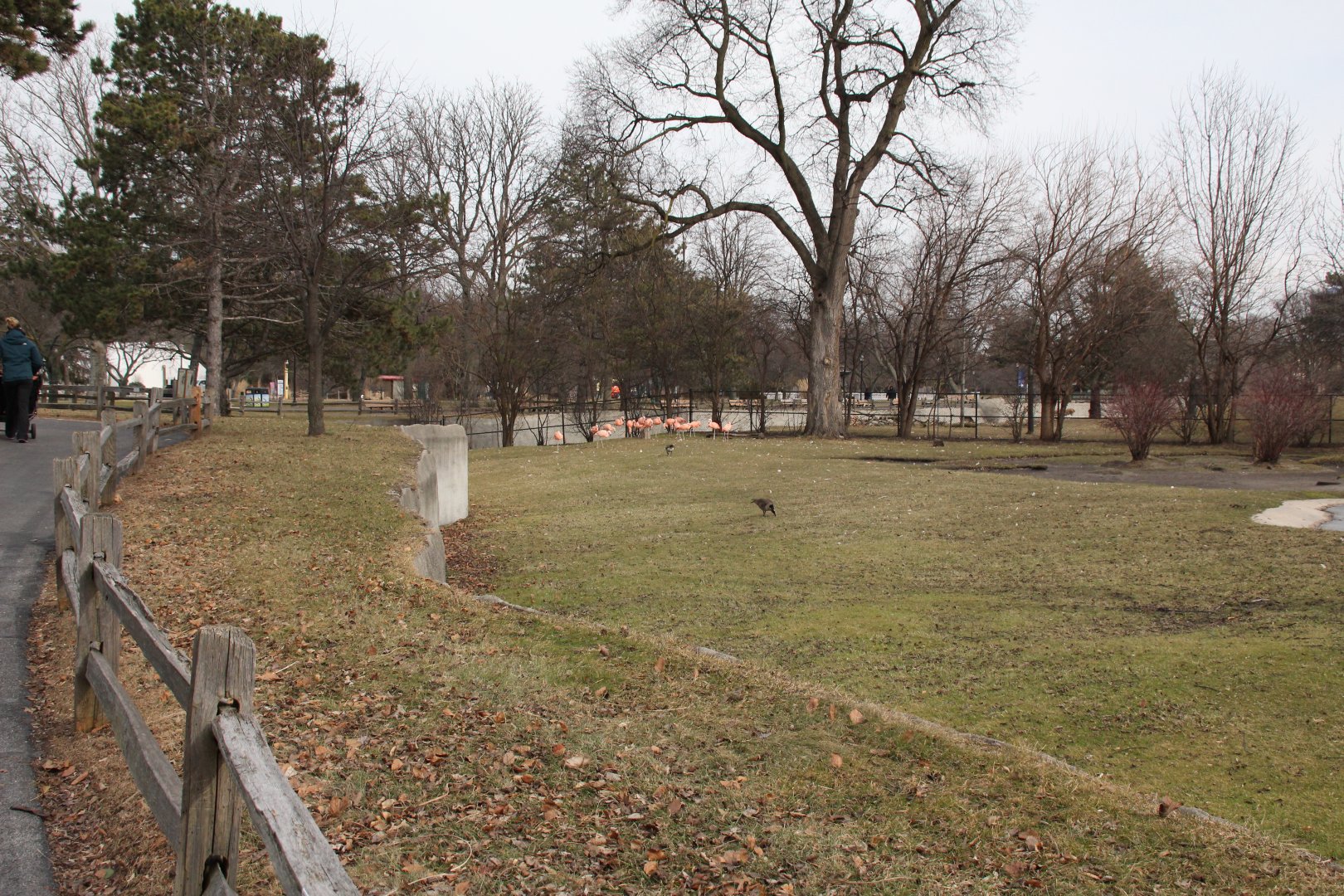 Detroit Zoo - (South) American Grasslands - Chilean Flamingos