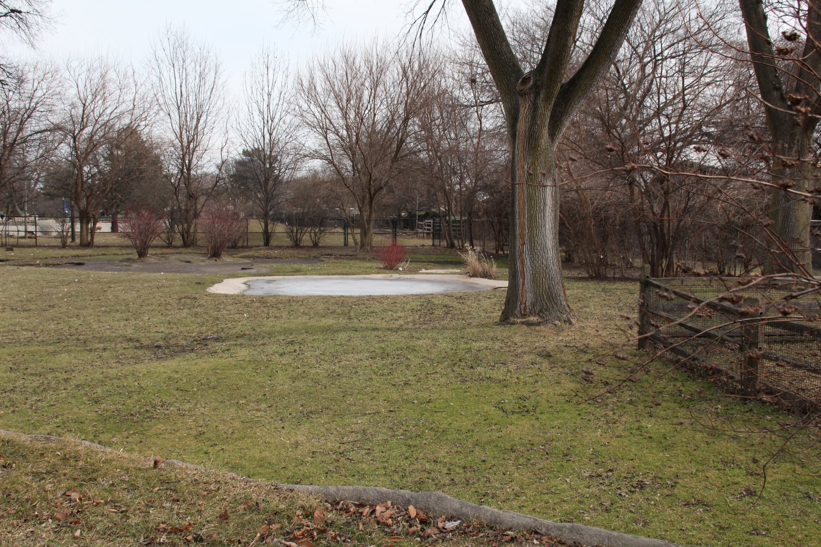 Detroit Zoo - (South) American Grasslands - Chilean Flamingos