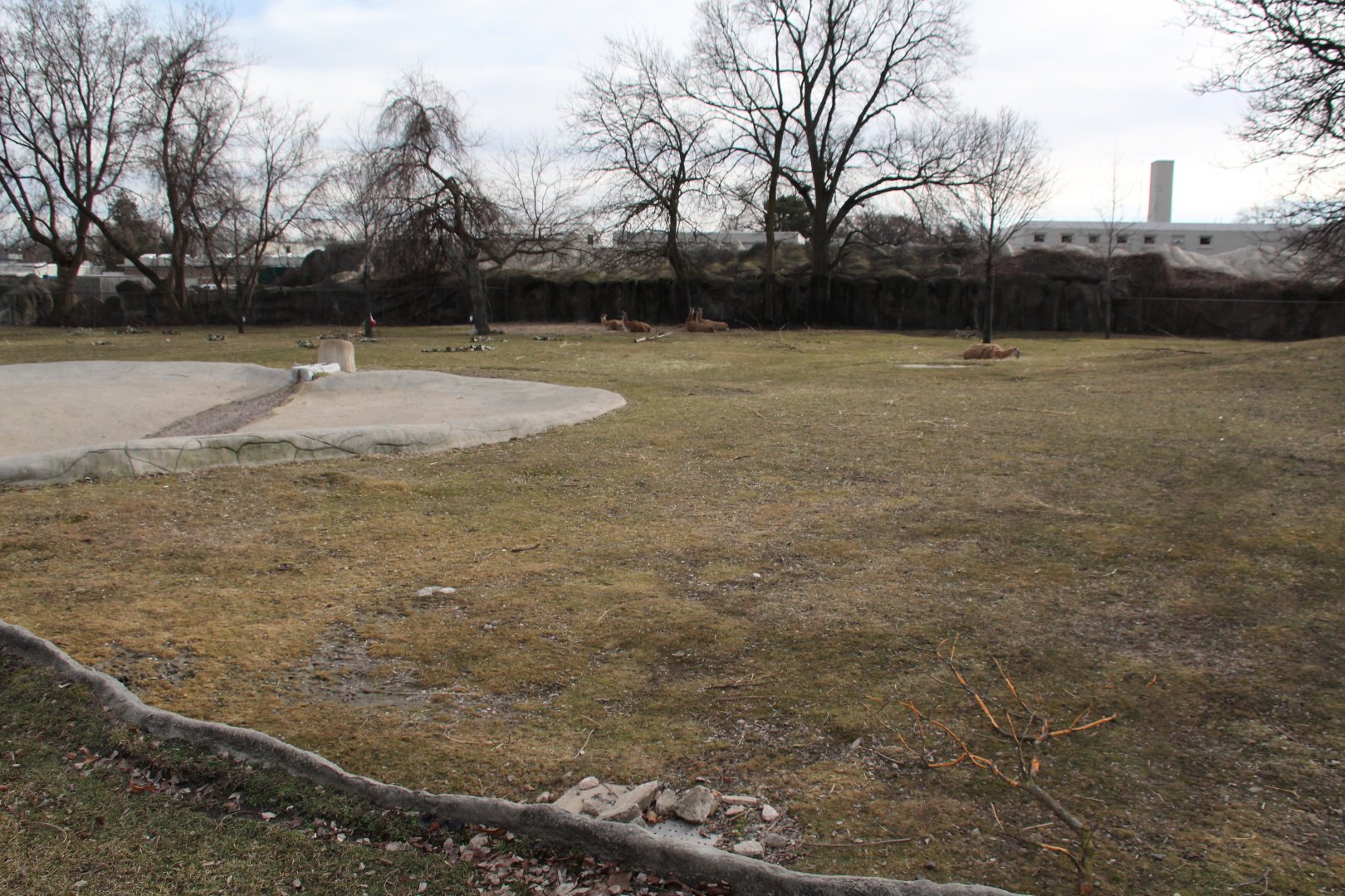 Detroit Zoo - (South) American Grasslands