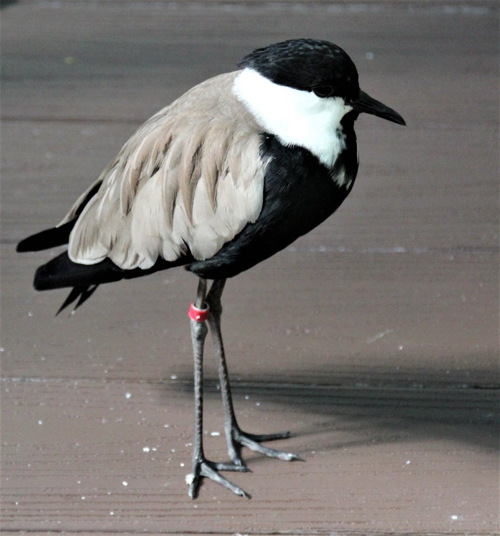 Detroit Zoo - Spur-winged Lapwing / Aviary - September, 2016