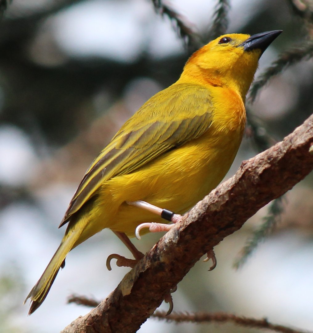 Detroit Zoo - Taveta Golden Weaver - August, 2016
