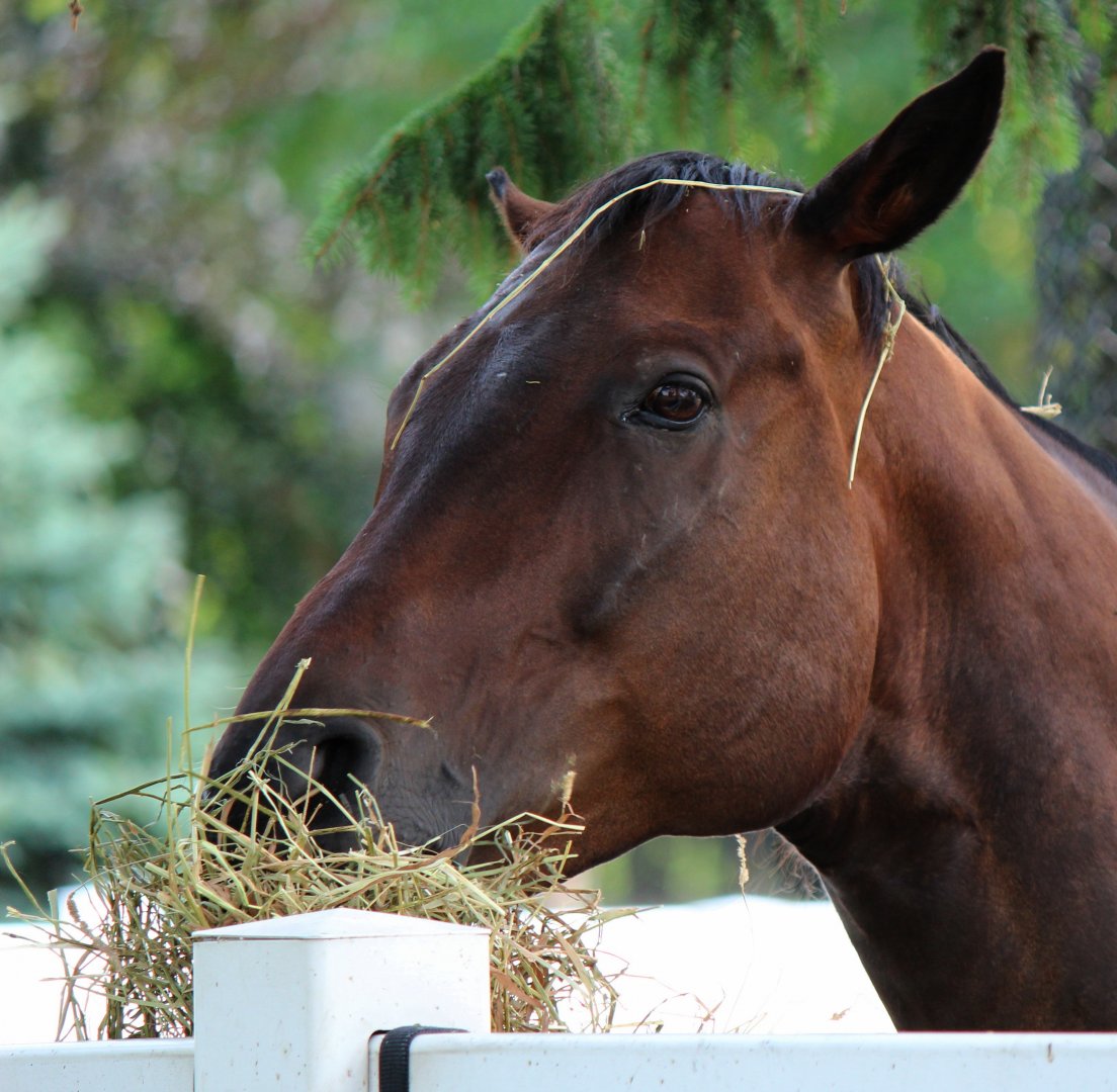 Detroit Zoo - Thoroughbred horse - July, 2016