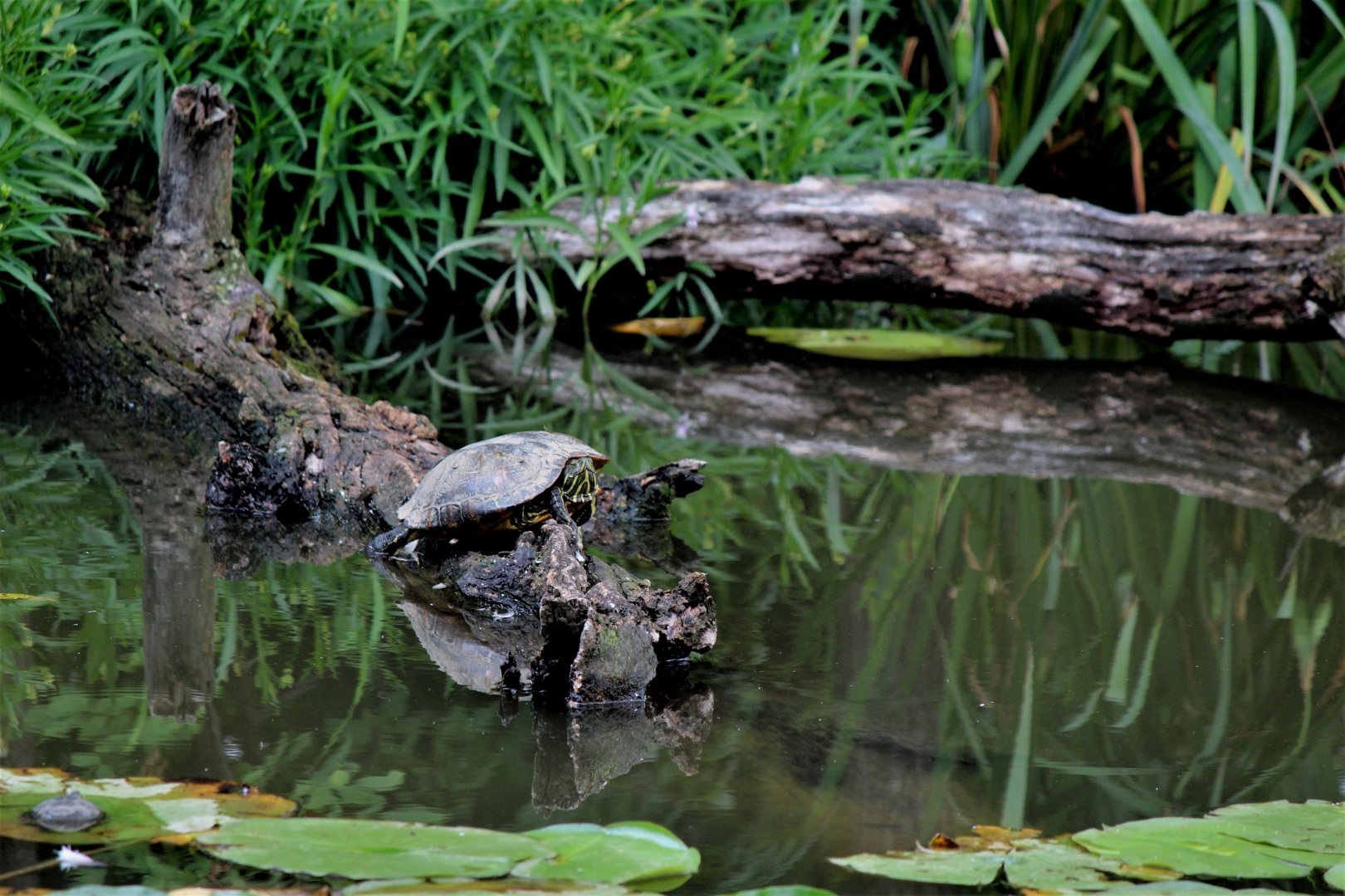 Detroit Zoo - Turtle / seen from the Boardwalk - August, 2016