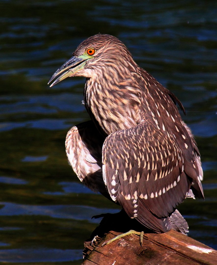 Detroit Zoo - Unknown bird in the African Grasslands enclosure - September, 2016