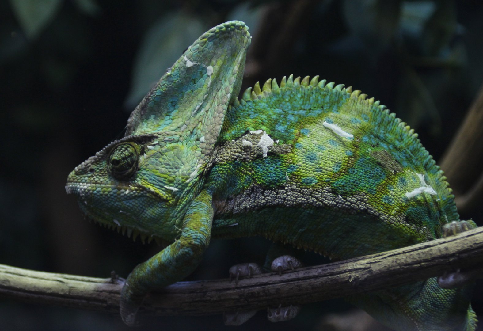 Detroit Zoo - Veiled Chameleon - September, 2016