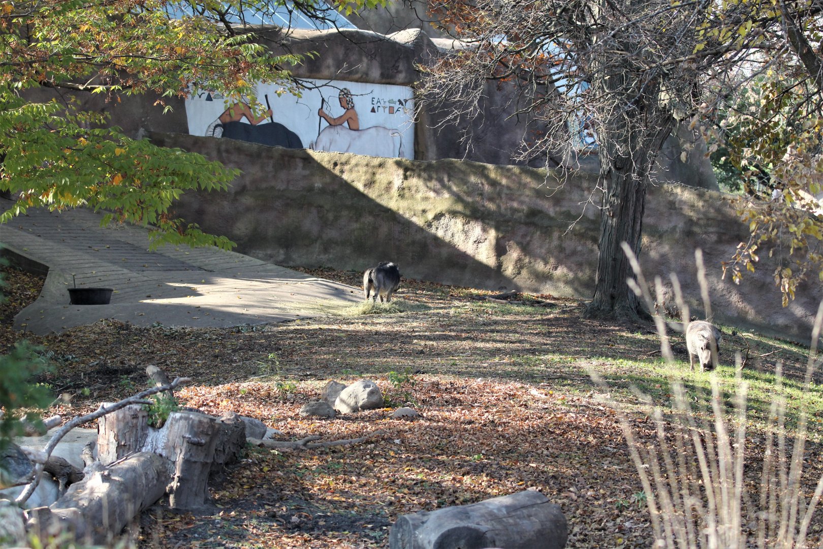 Detroit Zoo - Warthog enclosure (1 of 2) - Summer/Fall, 2016