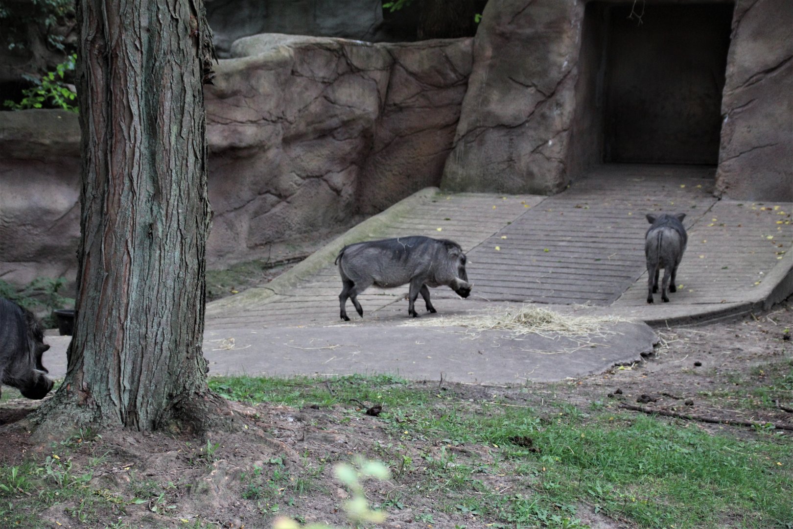 Detroit Zoo - Warthog enclosure (1 of 2) - Summer/Fall, 2016