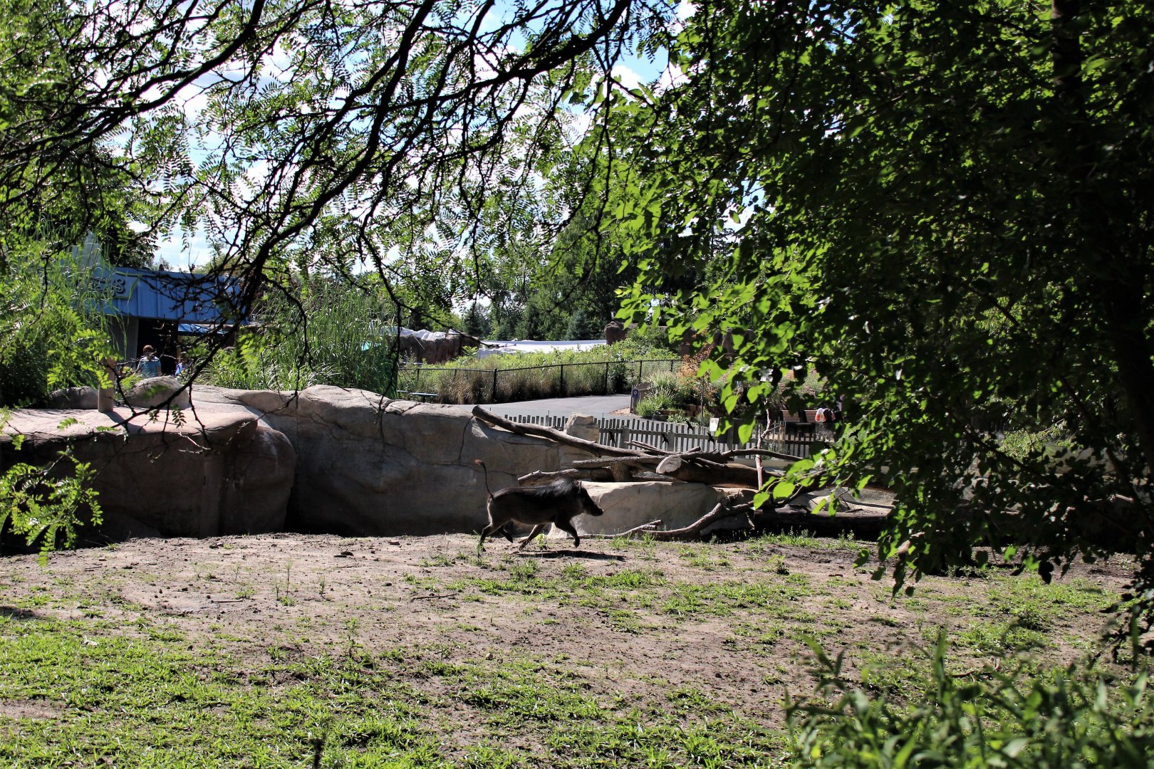 Detroit Zoo - Warthog enclosure (1 of 2) - Summer/Fall, 2016