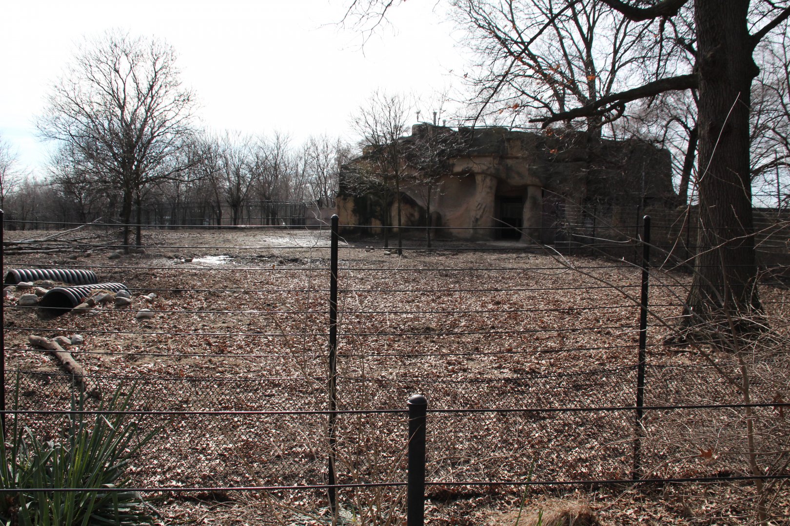 Detroit Zoo - Warthog enclosure