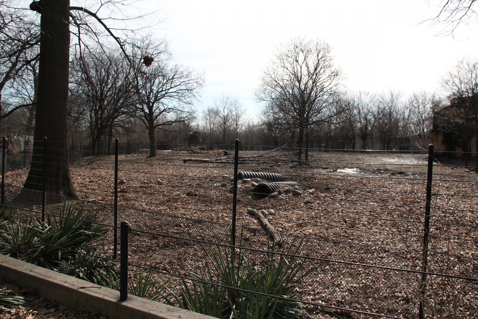 Detroit Zoo - Warthog enclosure