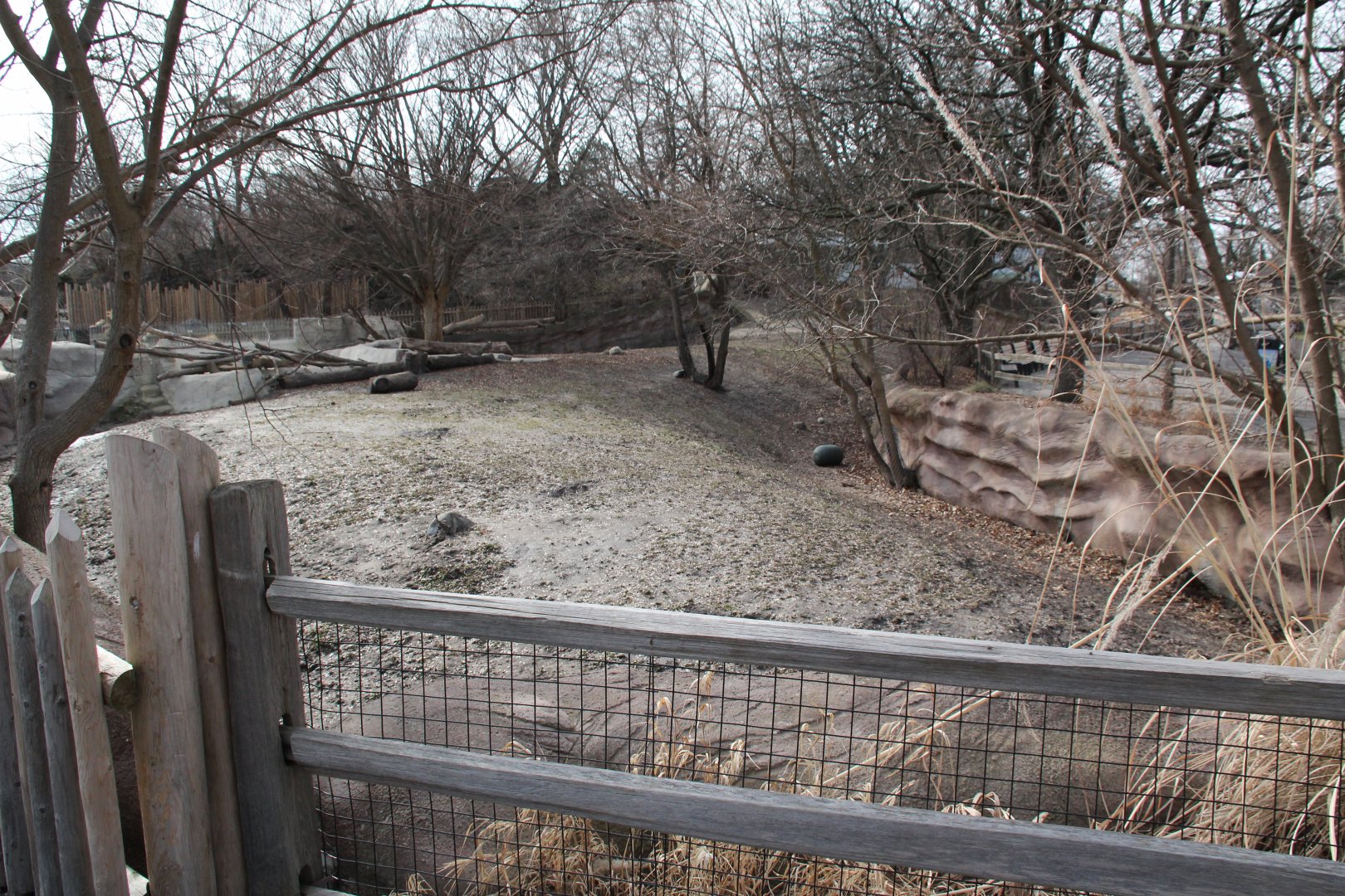 Detroit Zoo - Warthog enclosure