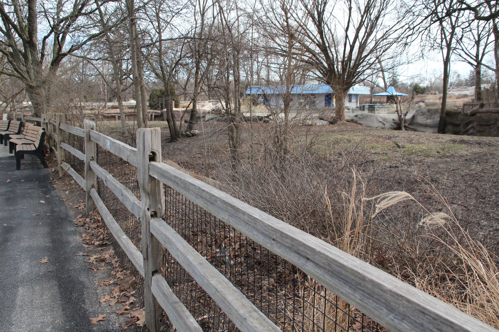 Detroit Zoo - Warthog enclosure