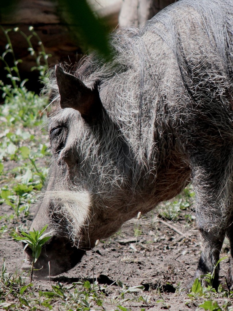 Detroit Zoo - Warthog - June, 2016