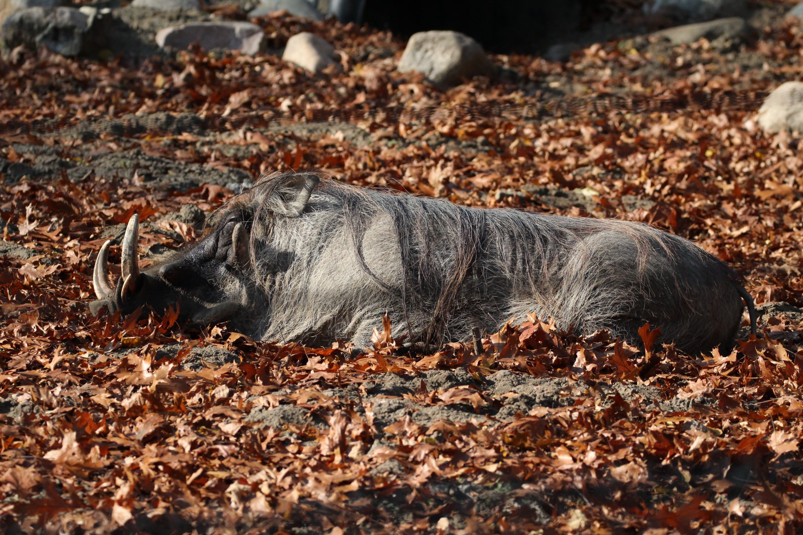 Detroit Zoo - Warthog - November, 2016