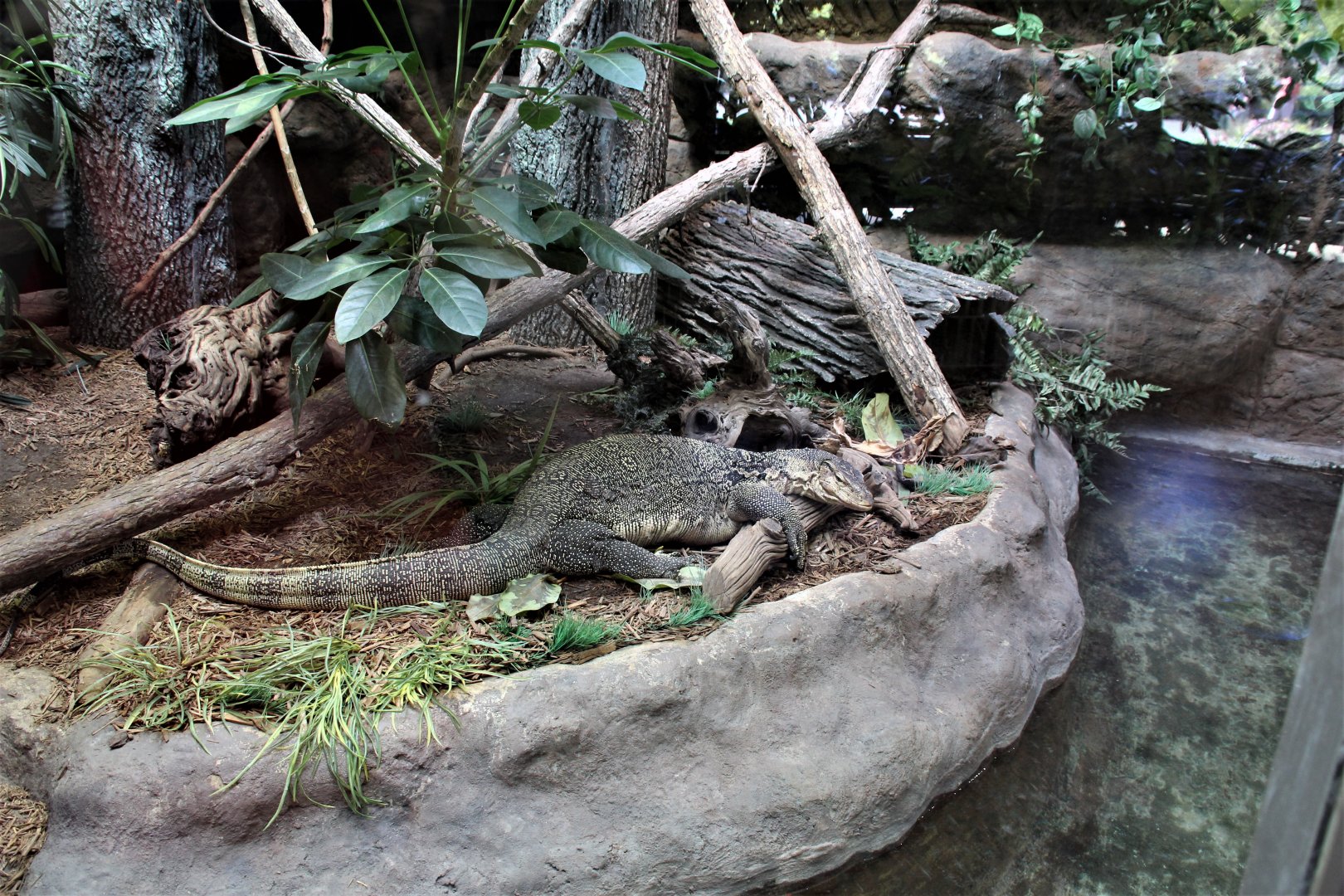 Detroit Zoo - Water Monitor - September, 2016