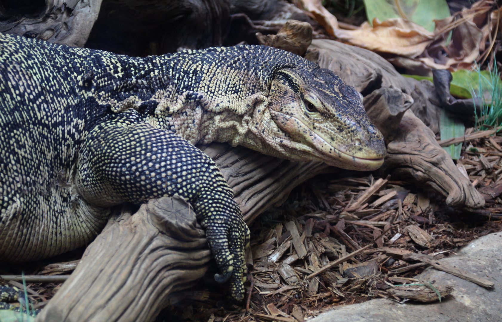Detroit Zoo - Water Monitor - September, 2016