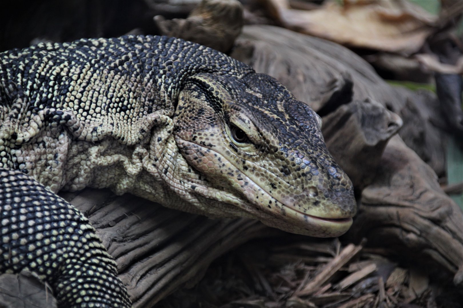 Detroit Zoo - Water Monitor - September, 2016