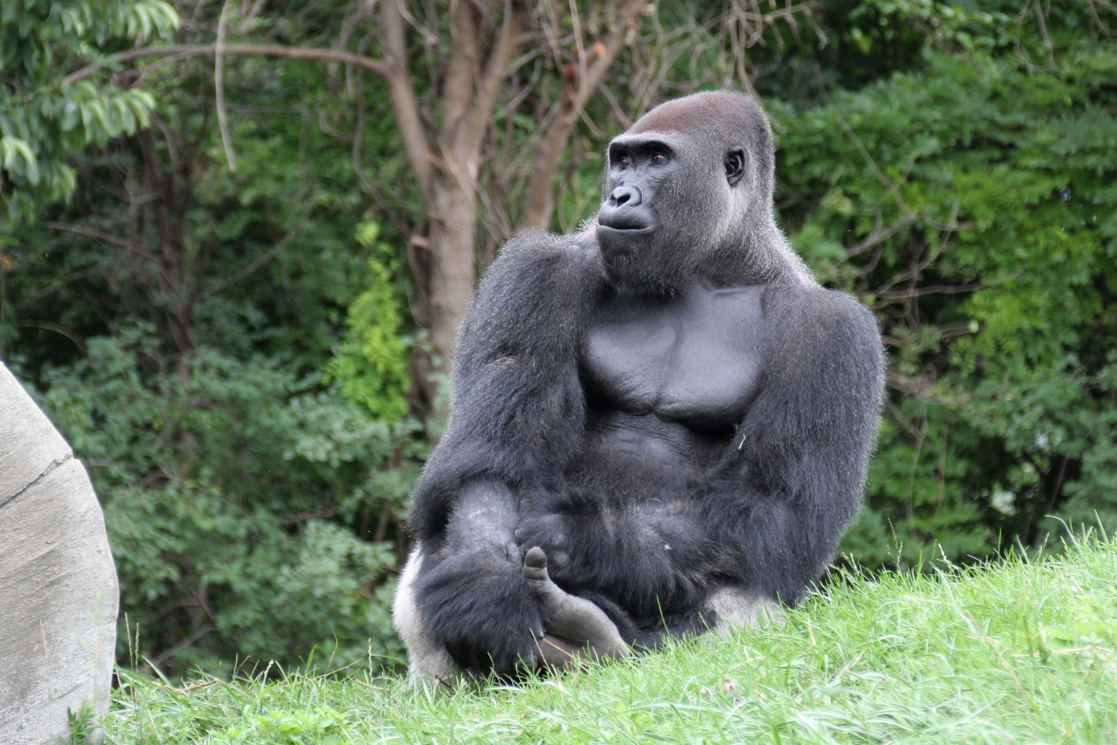 Detroit Zoo - Western Lowland Gorilla - August, 2016