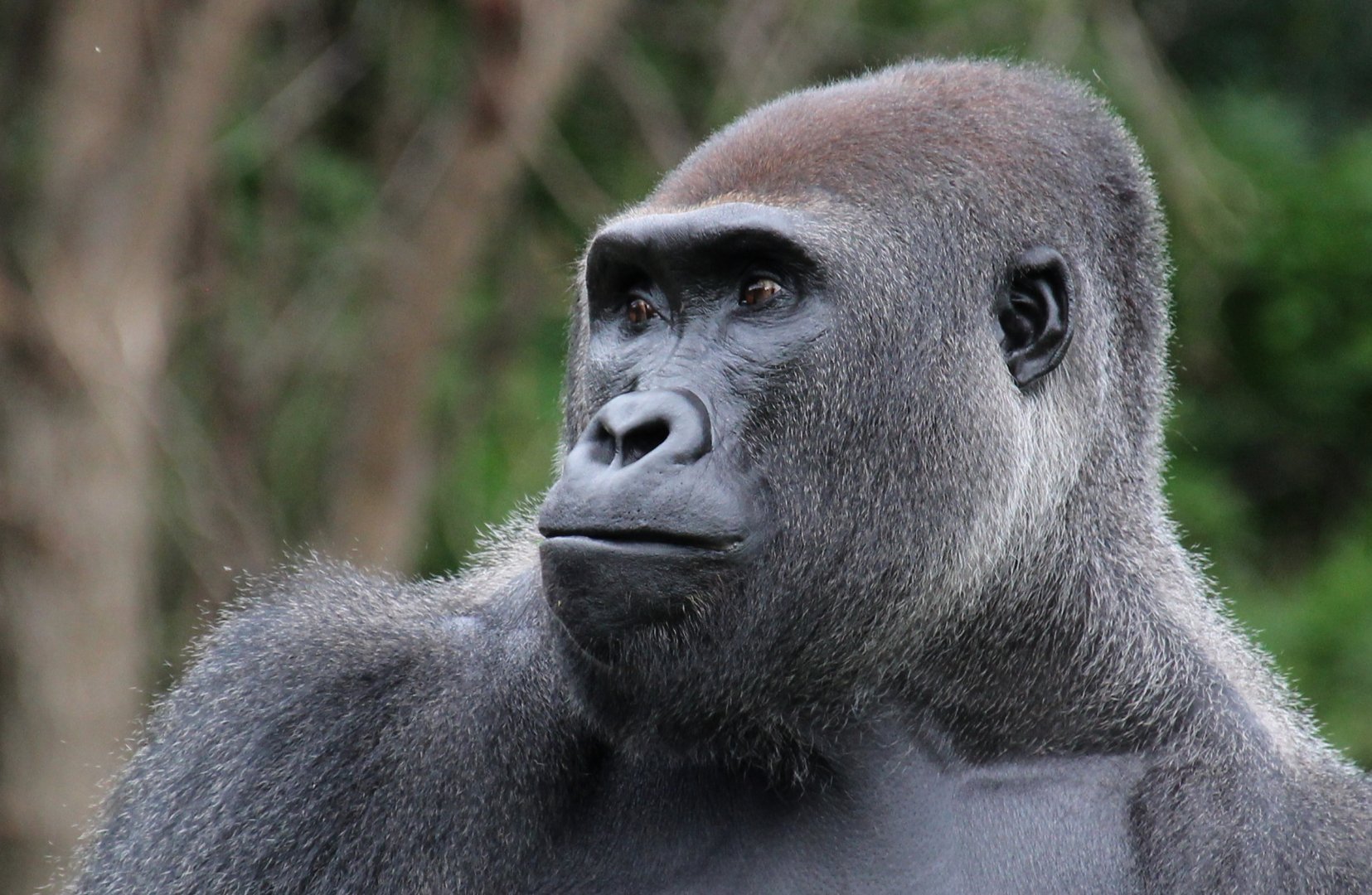 Detroit Zoo - Western Lowland Gorilla - August, 2016