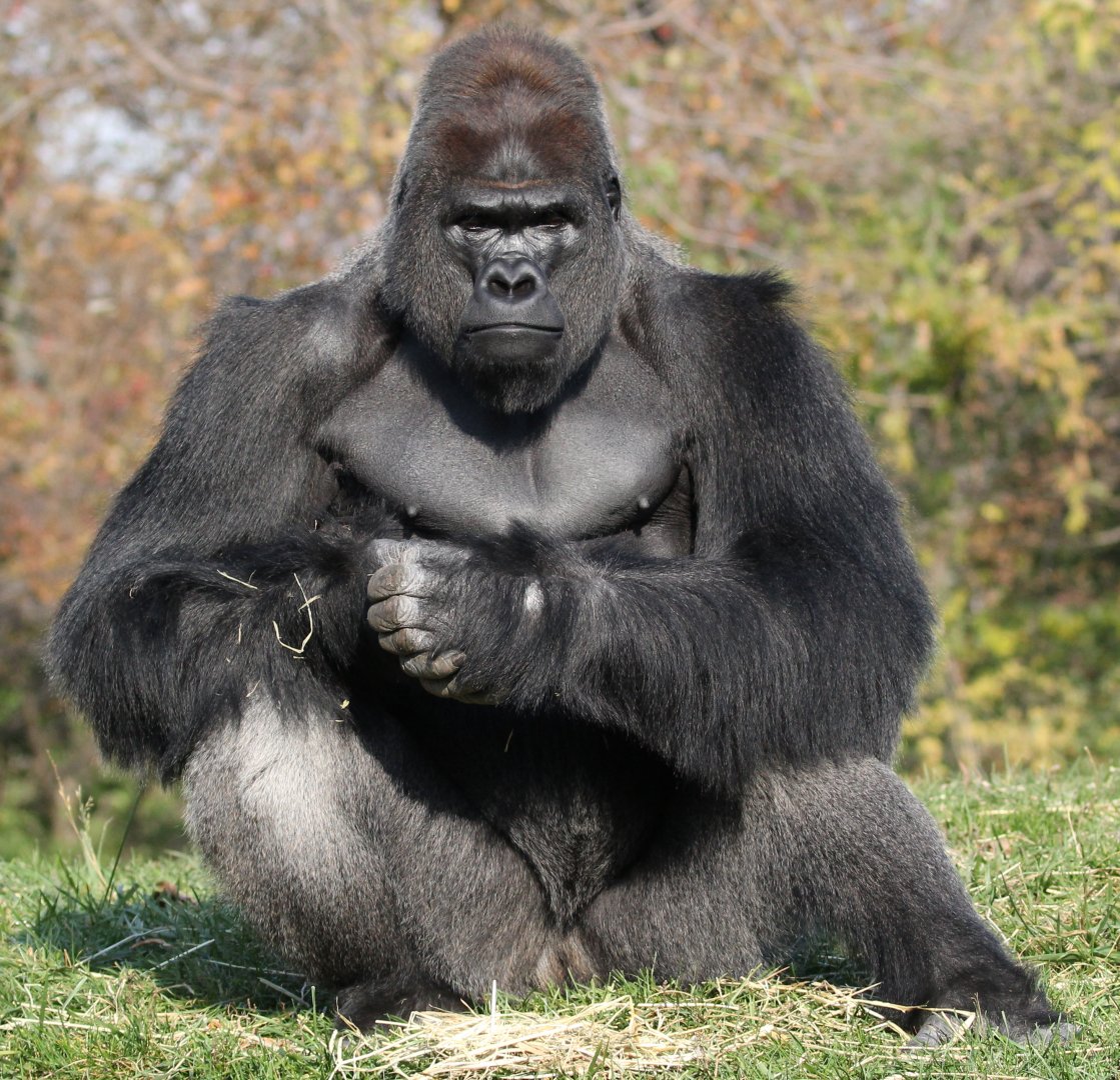 Detroit Zoo - Western Lowland Gorilla - November, 2016
