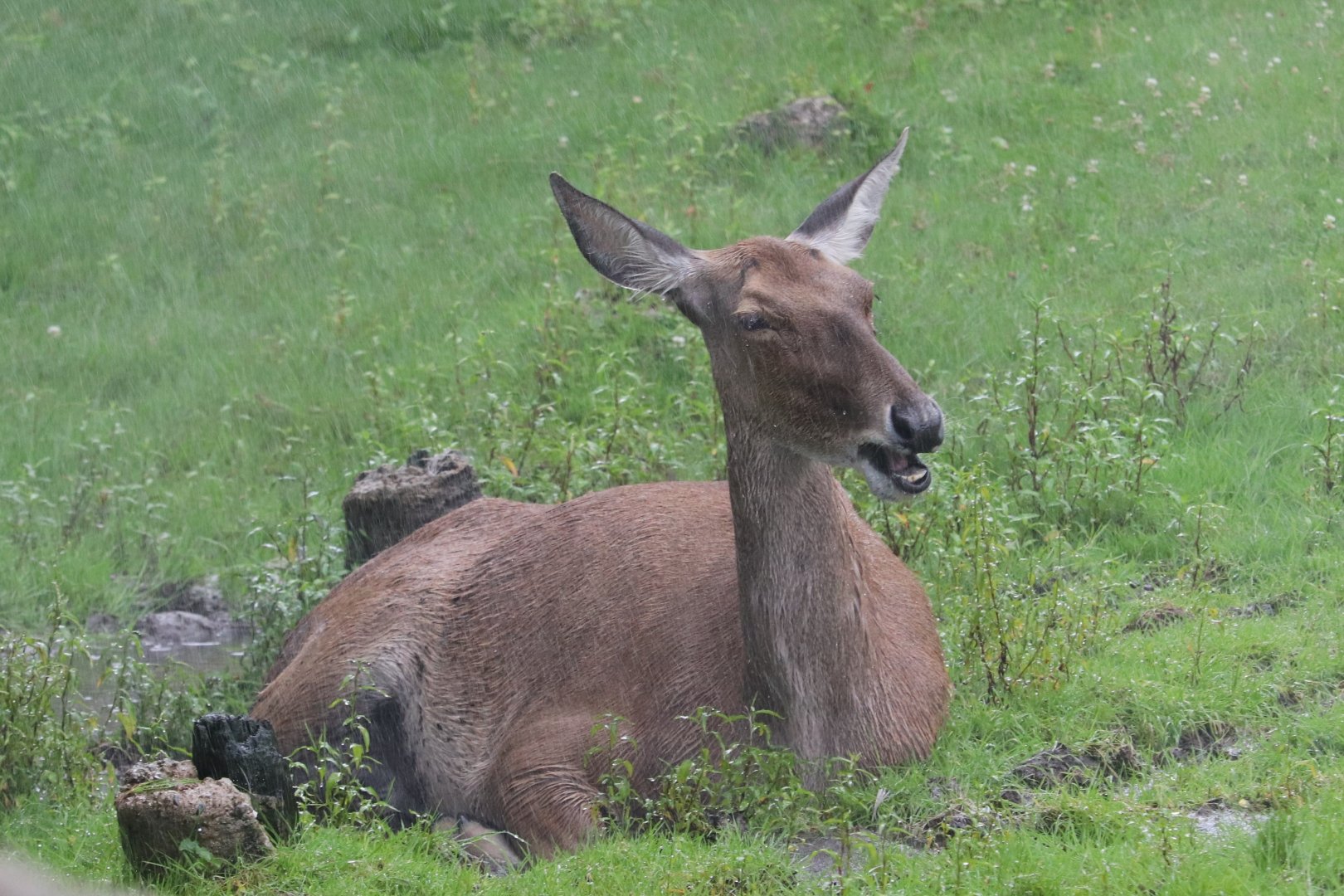 Detroit Zoo - White-Lipped Deer