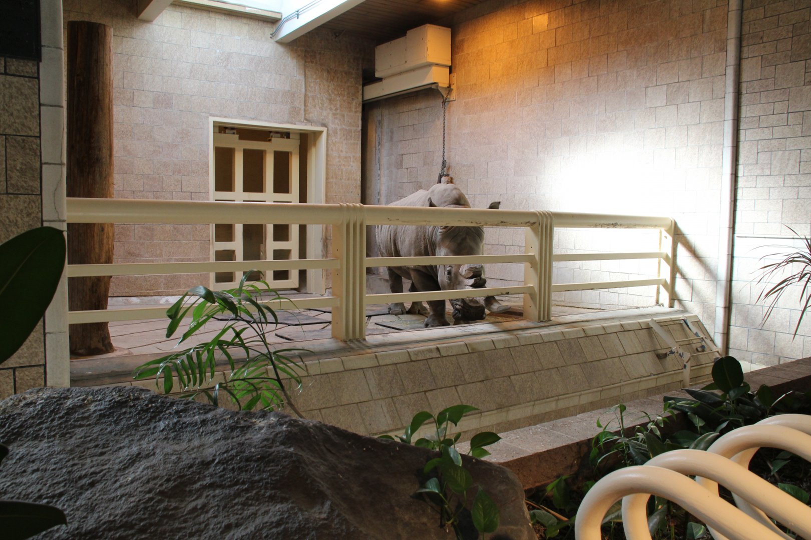 Detroit Zoo - White Rhinoceros exhibit