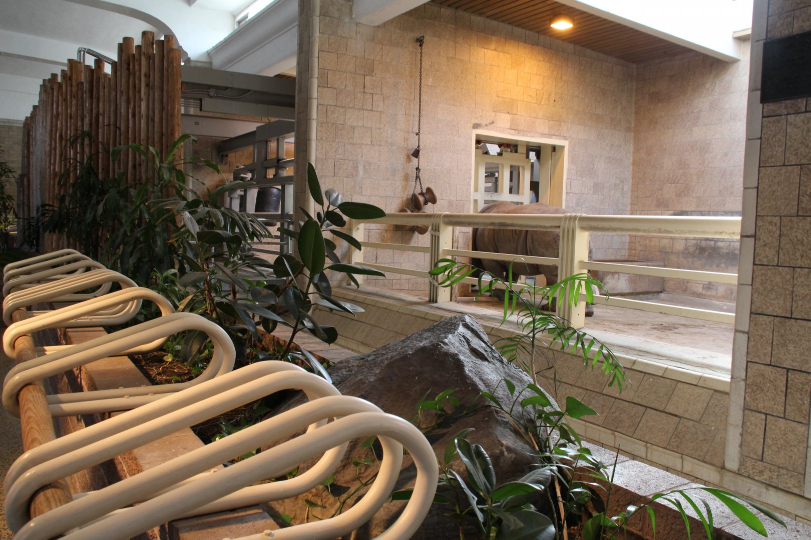 Detroit Zoo - White Rhinoceros exhibit