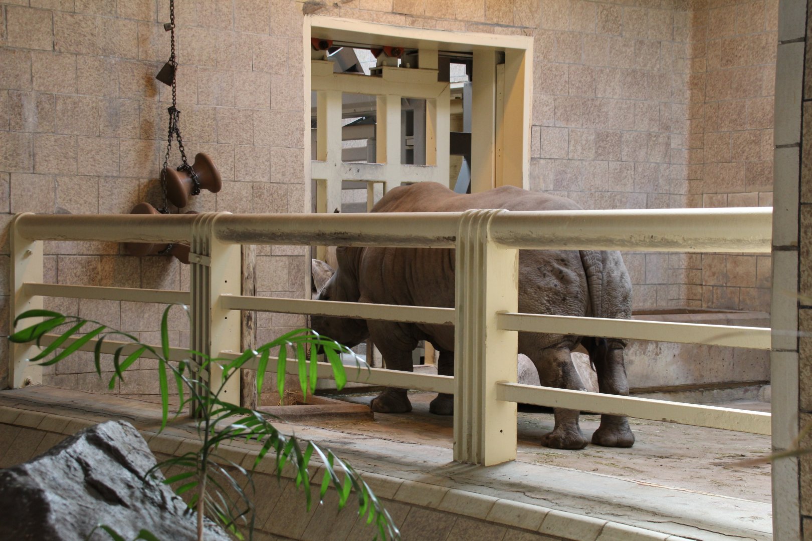 Detroit Zoo - White Rhinoceros exhibit