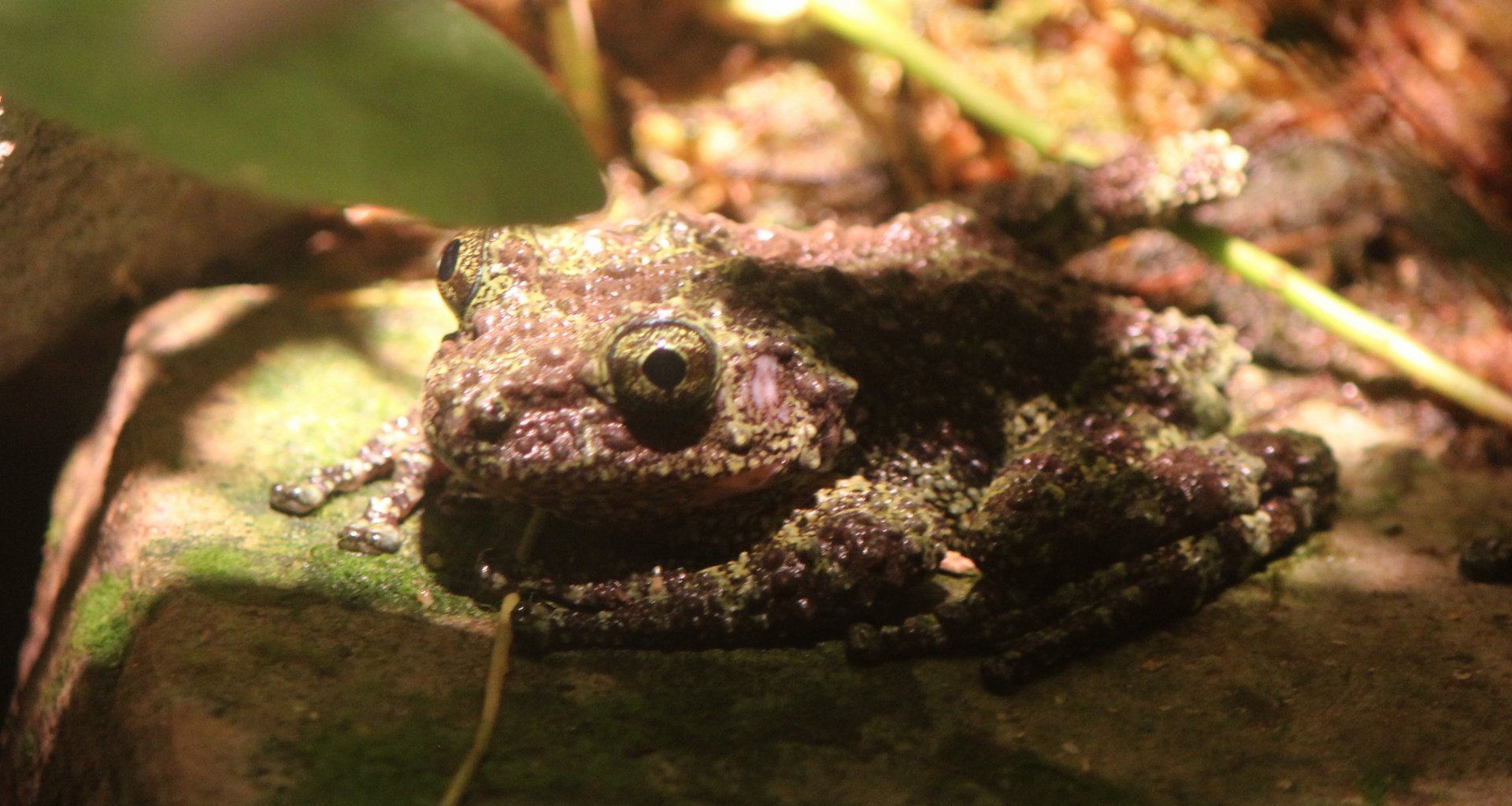 Detroit Zoo - Wyoming Toad - August, 2016
