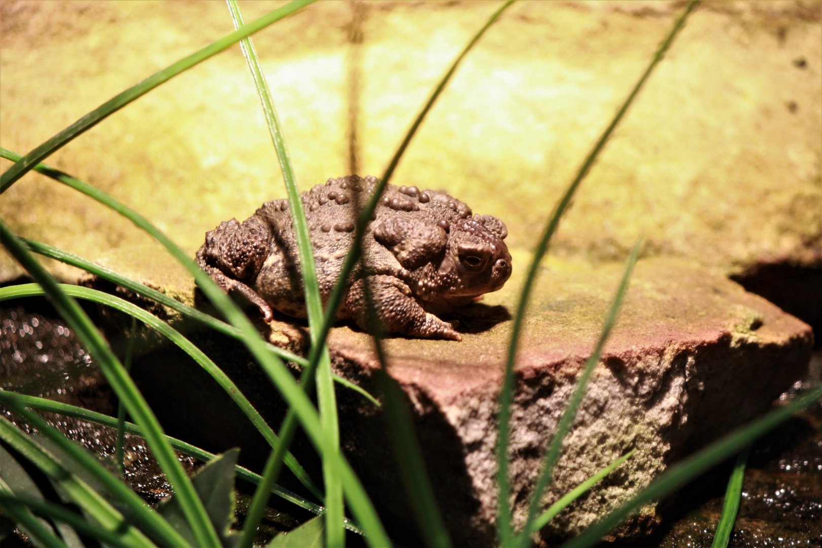 Detroit Zoo - Wyoming Toad - August, 2016