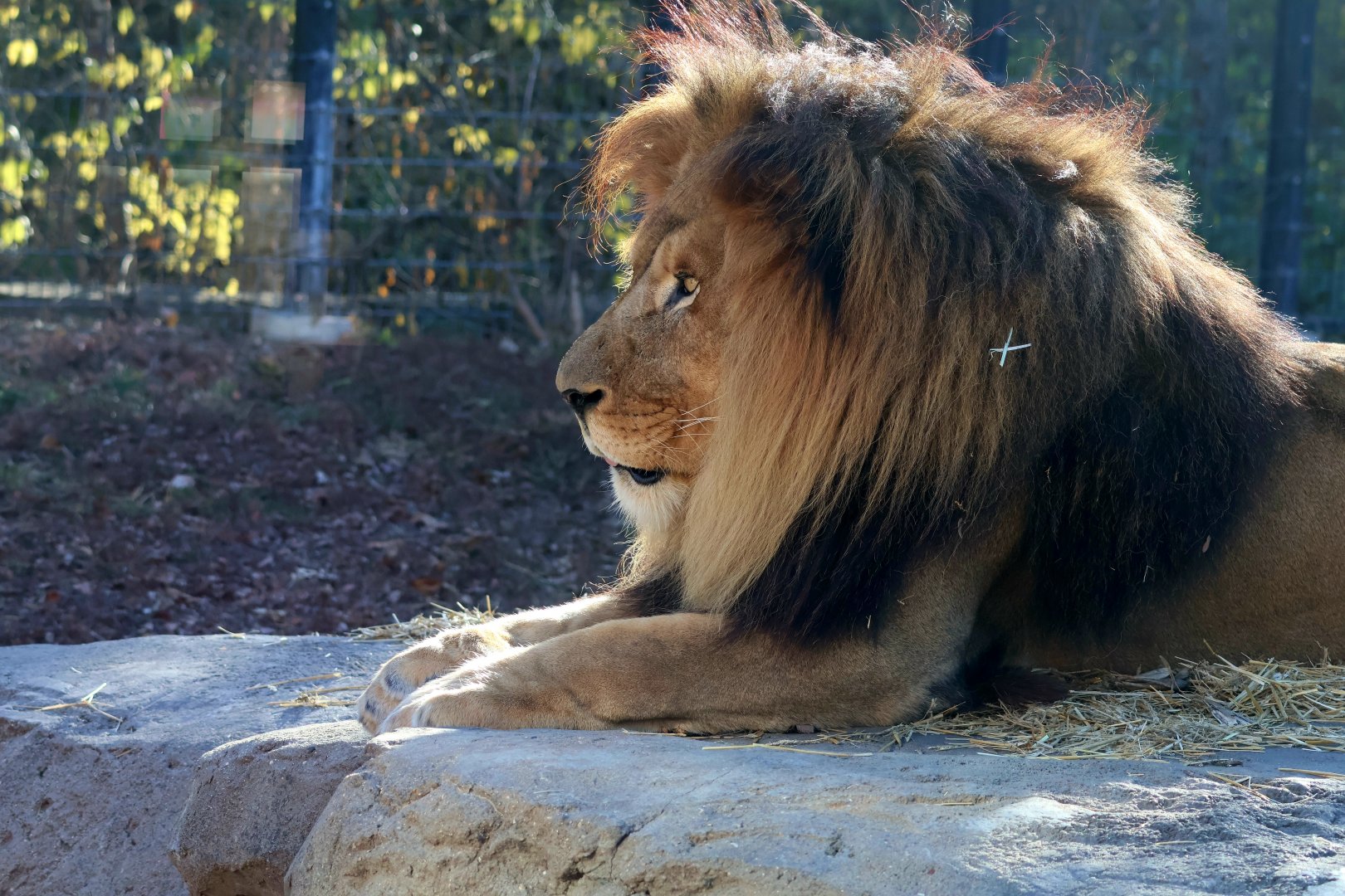 Deuce the Lion