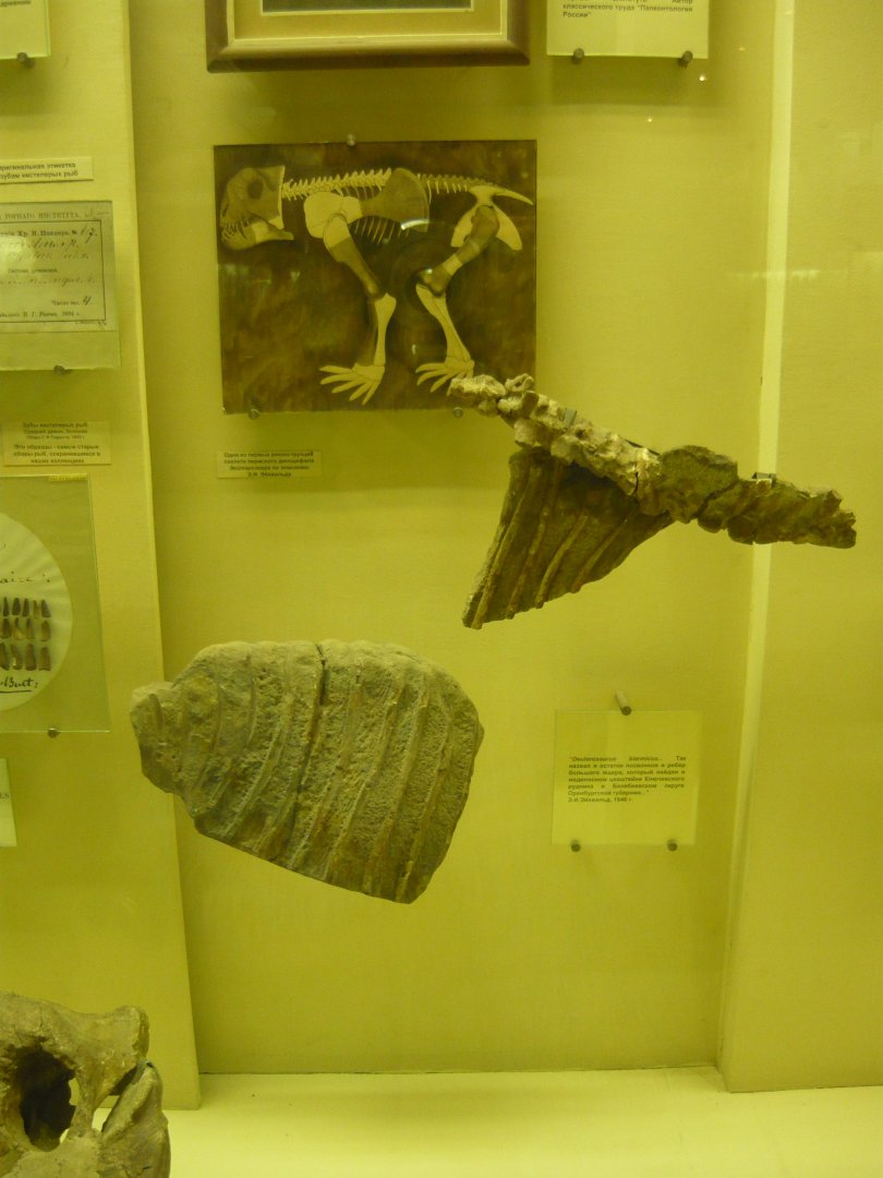 Deuterosaurus biarmicus bone fragments