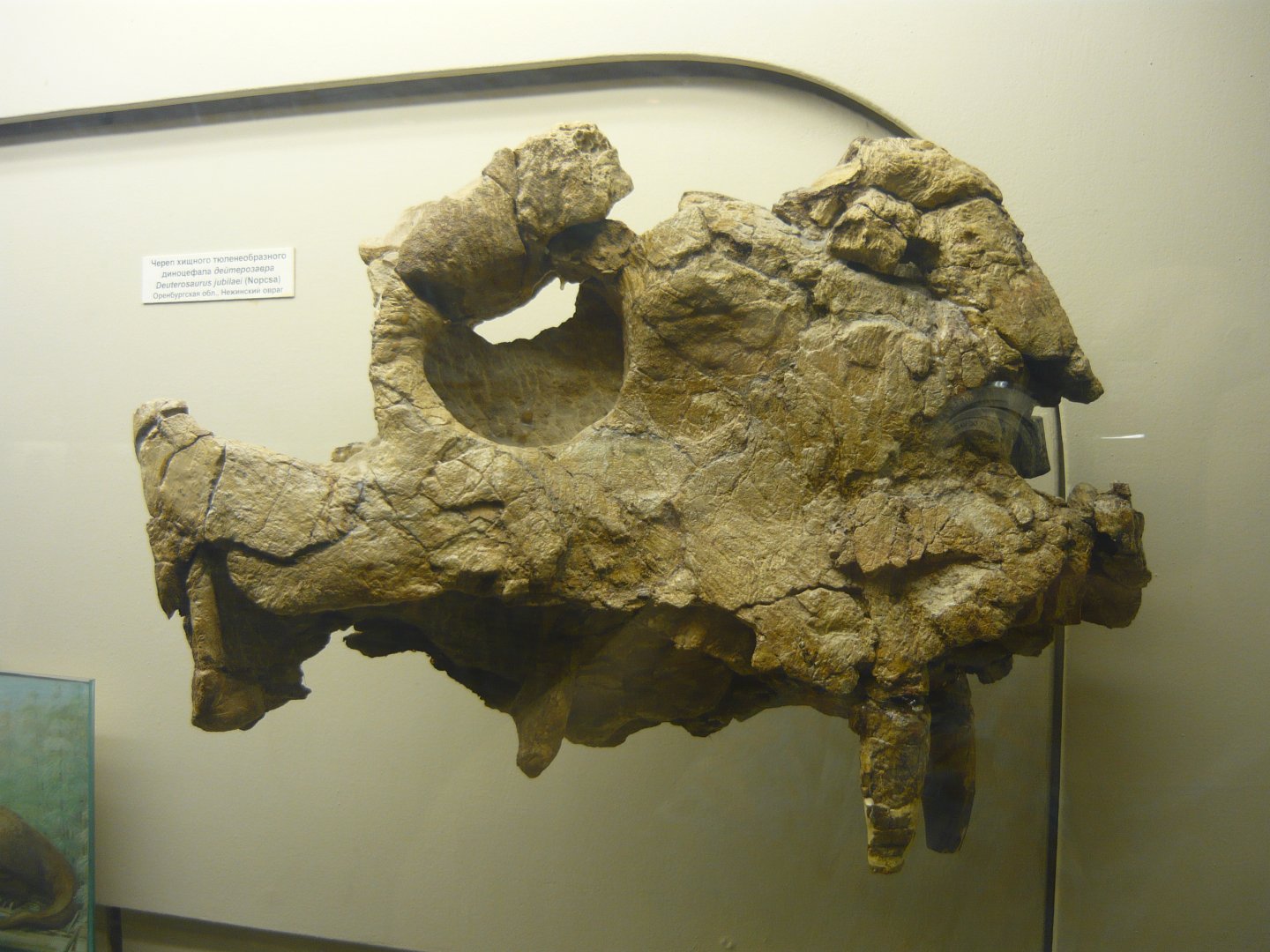 Deuterosaurus jubilaei skull