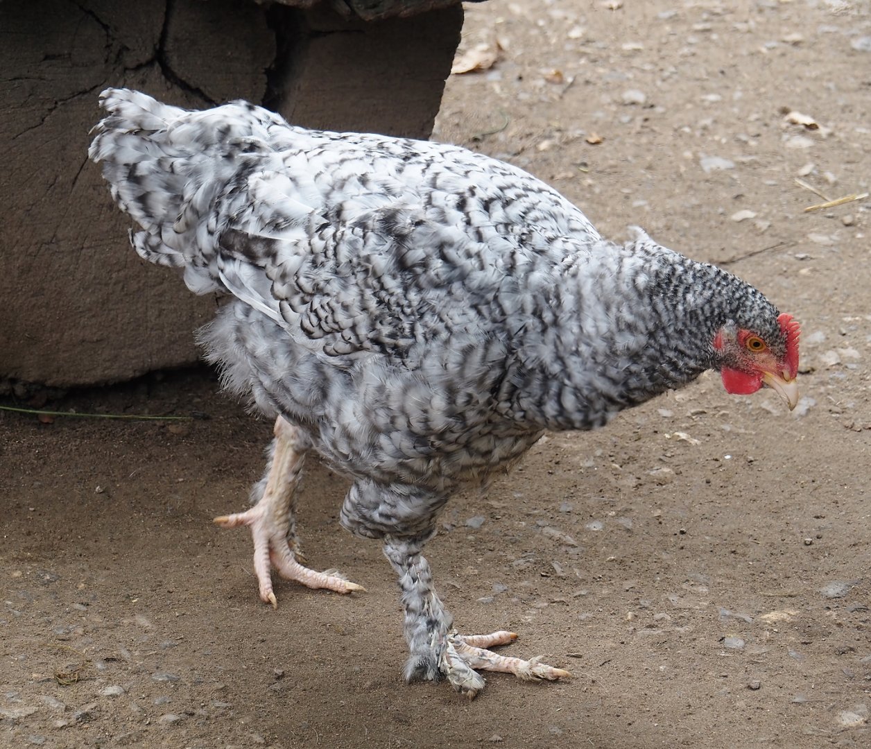 Deutscher Sperber chicken (Gallus domesticus), 2024-08-05