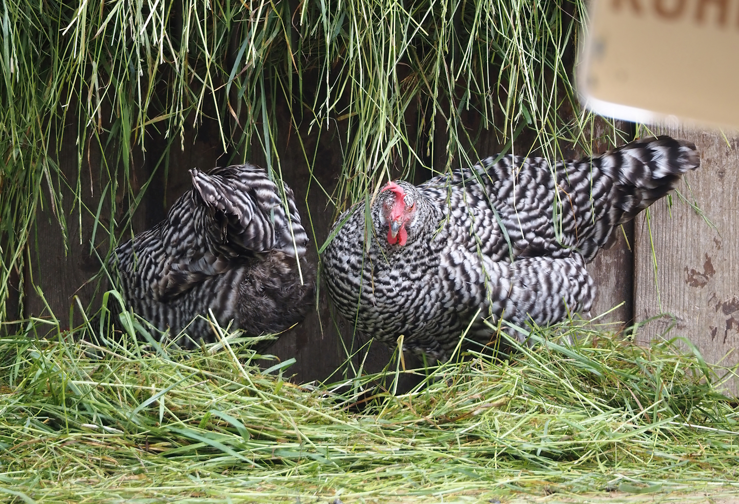 Deutscher Sperber chickens (Gallus domesticus), 2024-08-05
