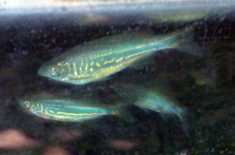 Devario aequipinnatus