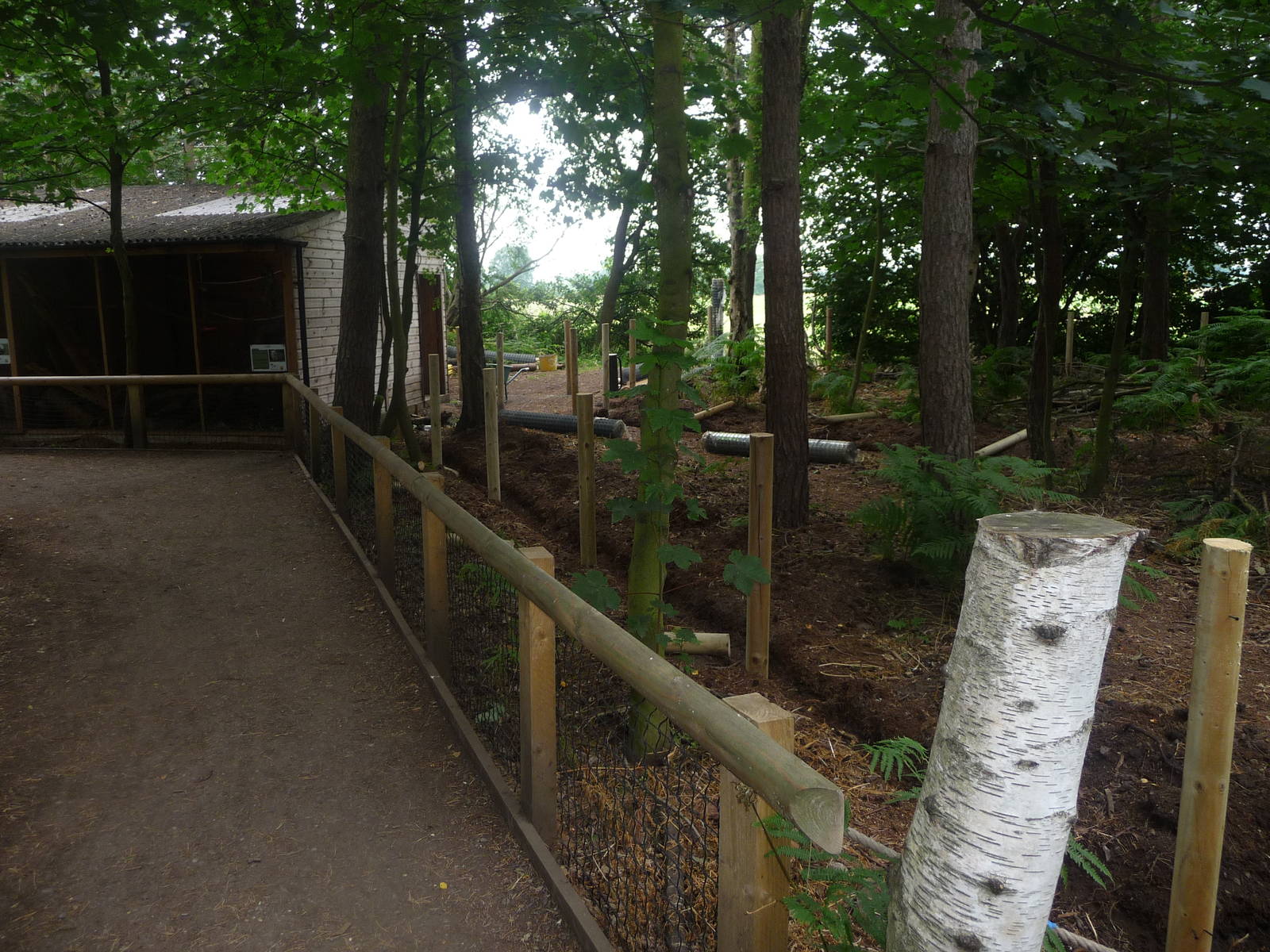 development in the woods