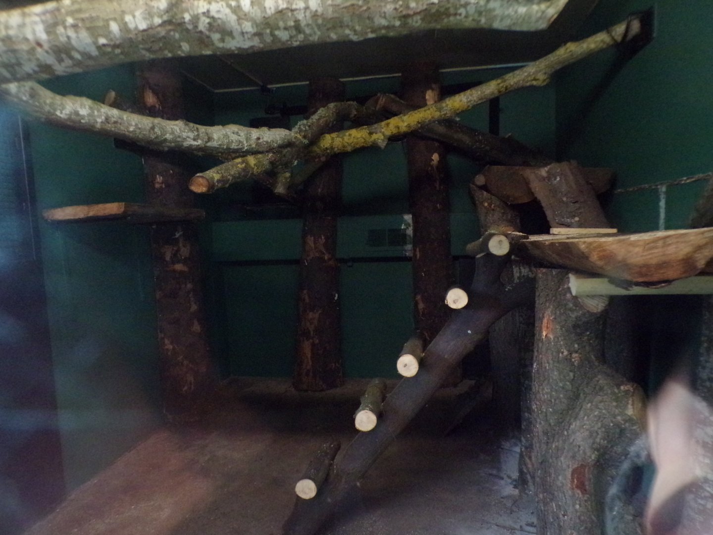 Development on future binturong enclosure 1.3.25