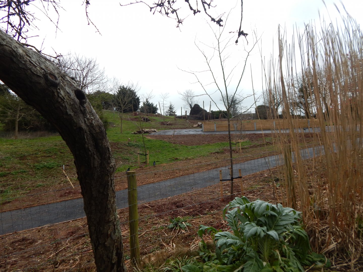 Developments on future Hamadryas baboon enclosure 050224