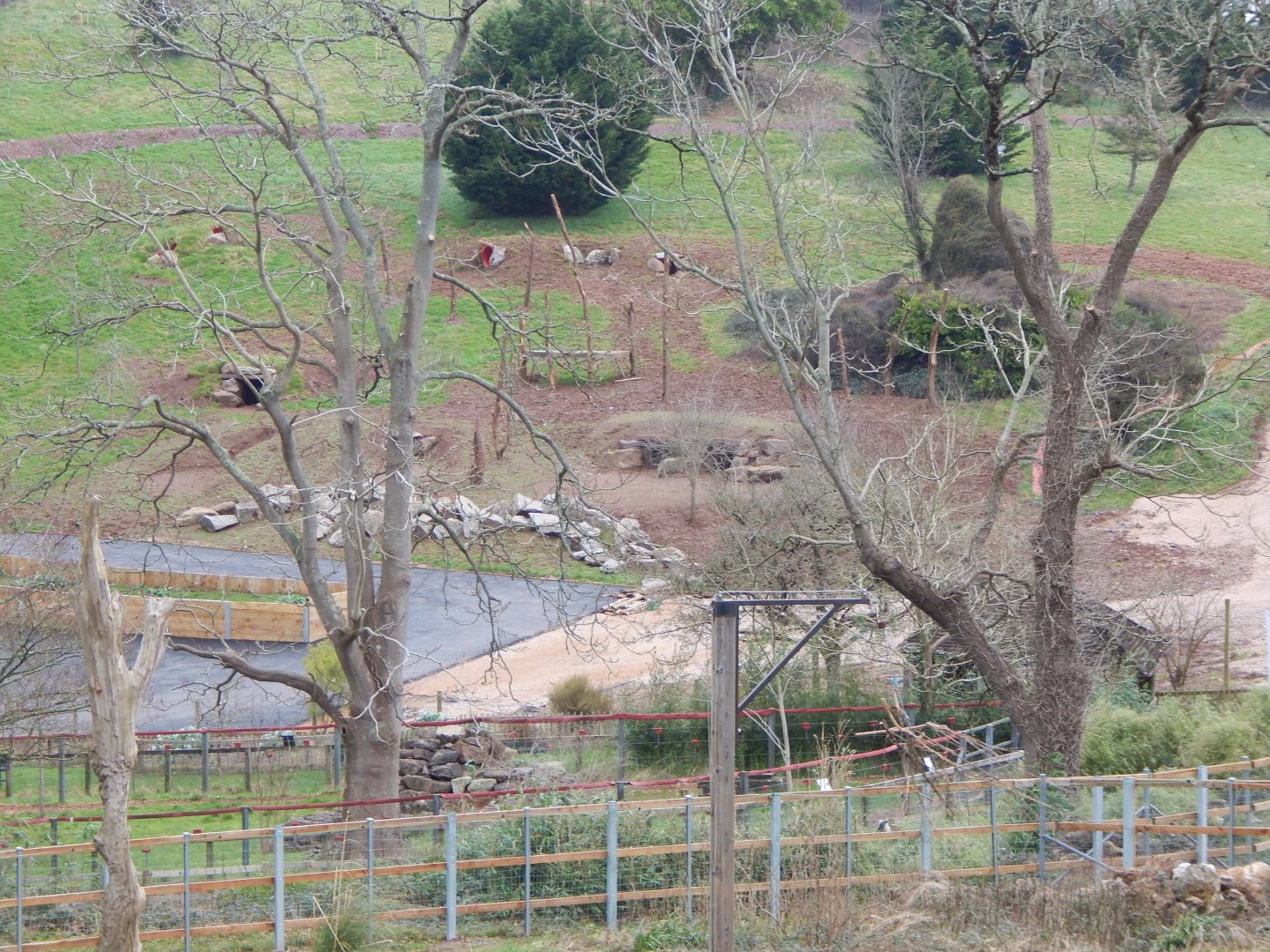 Developments to future Hamadryas baboon enclosure 050224