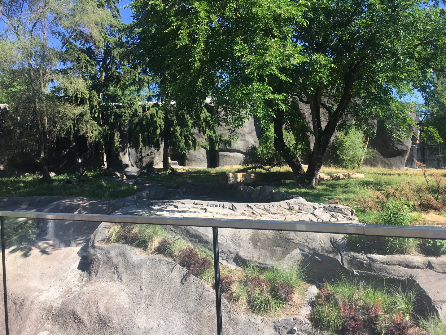 Devereaux Tiger Forest