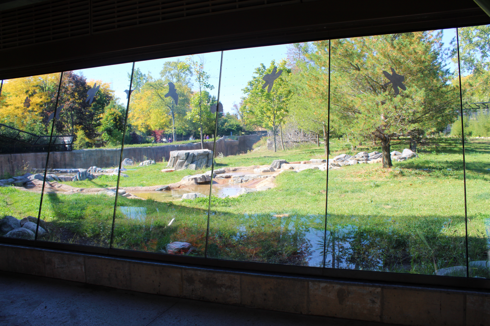 Devereaux Tiger Forest