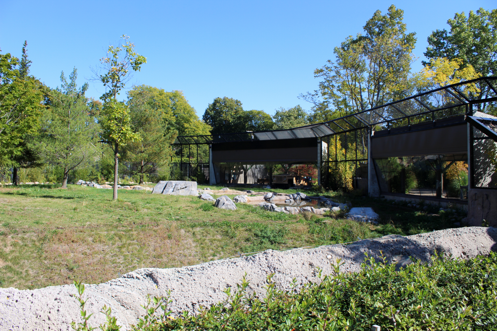 Devereaux Tiger Forest