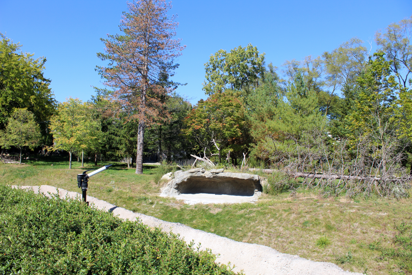 Devereaux Tiger Forest