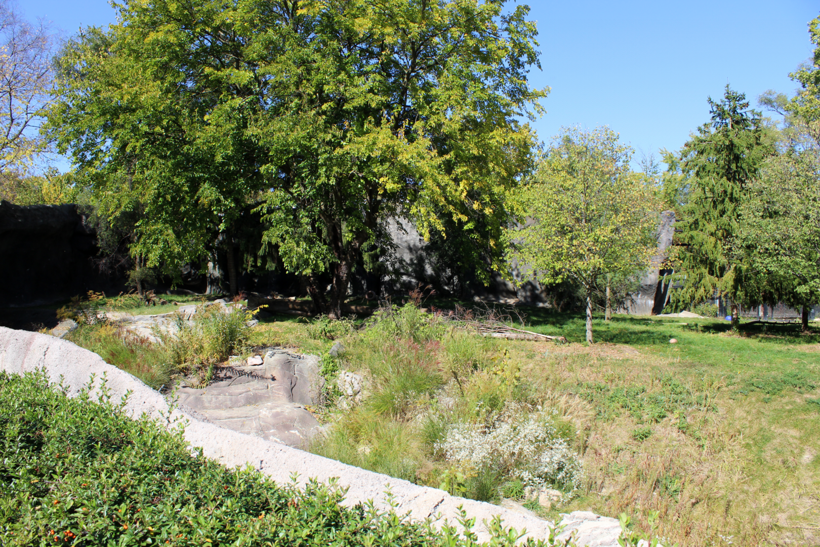 Devereaux Tiger Forest