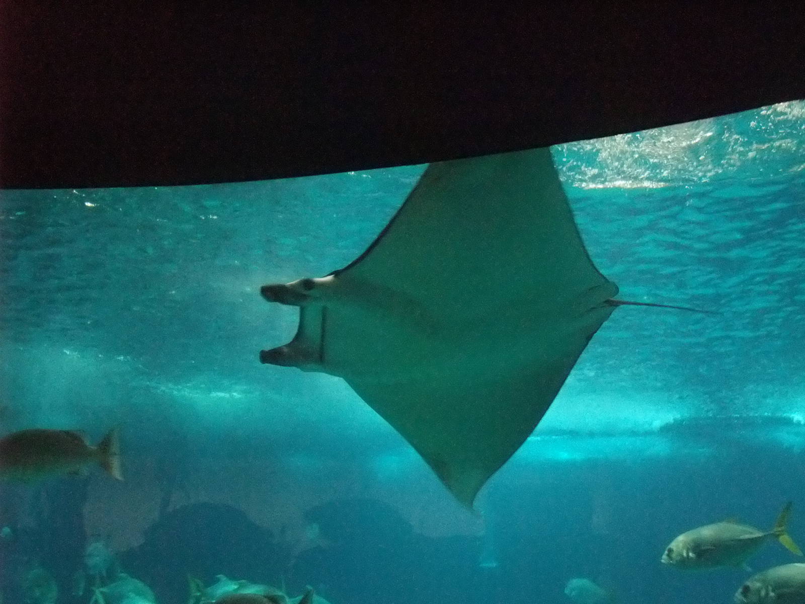 Devil Ray at Lisbon Oceanarium, 25/05/11