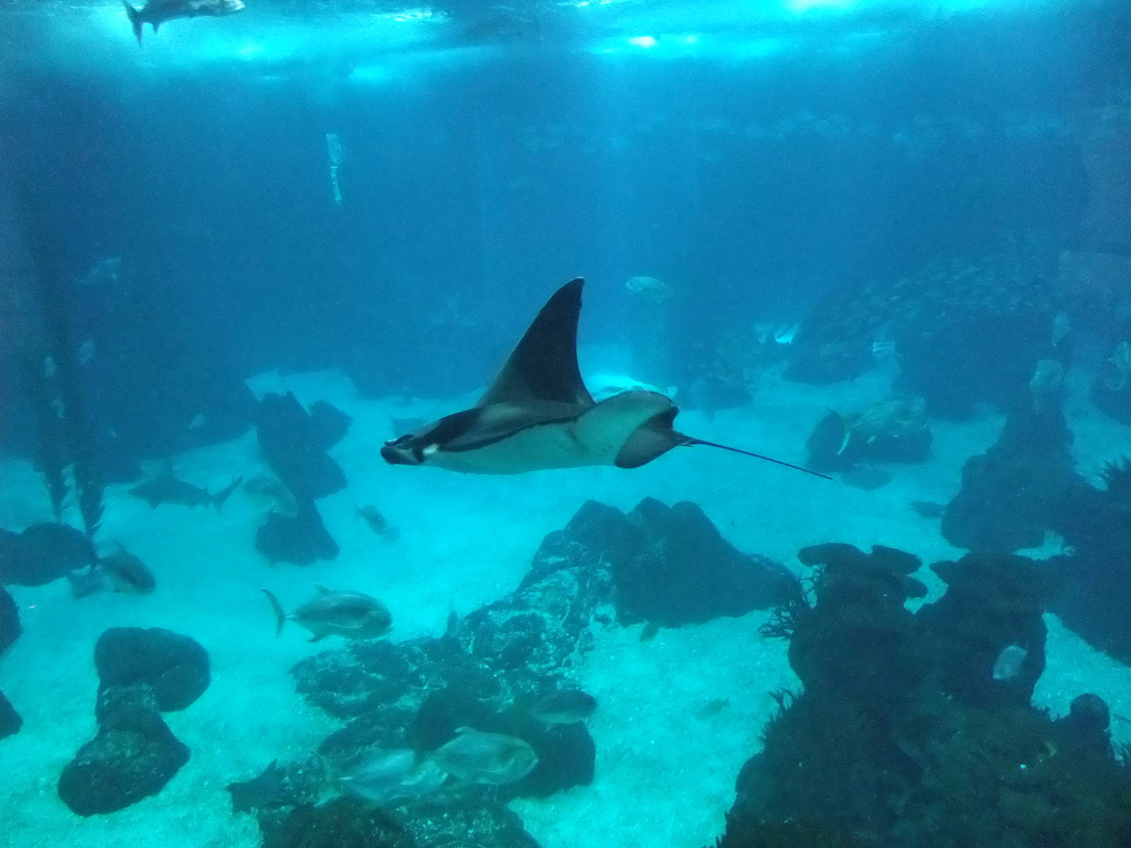 Devil Ray at Lisbon Oceanarium, 25/05/11