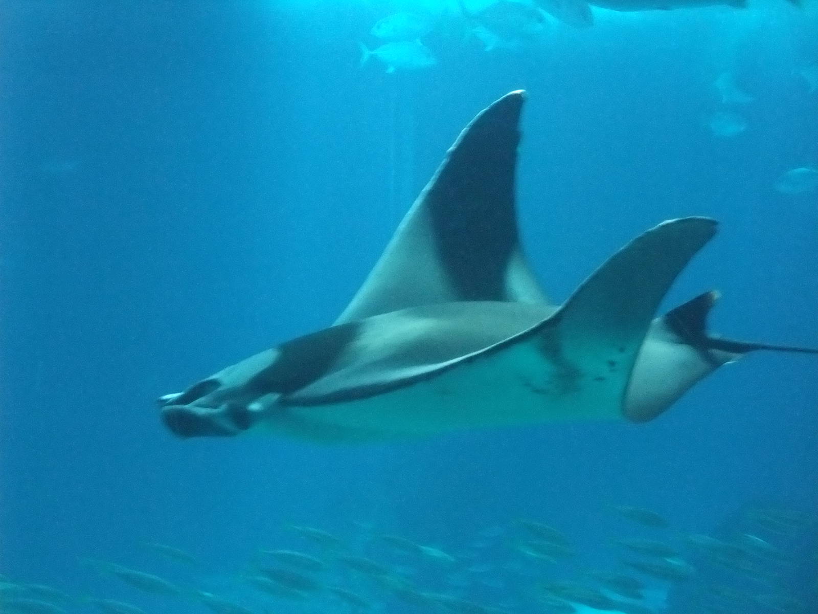 Devil Ray at Lisbon Oceanarium, 25/05/11